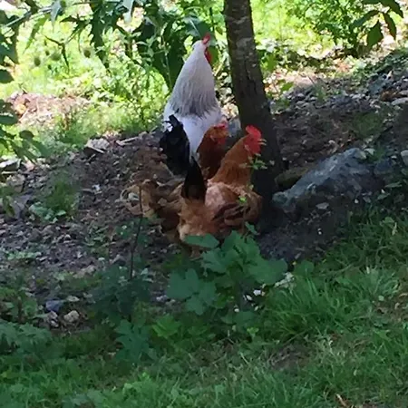 Spacious And Charming House In With Large Garden Vozuca