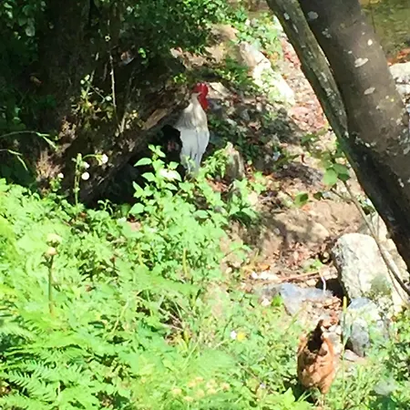 Spacious And Charming House In With Large Garden Vozuca